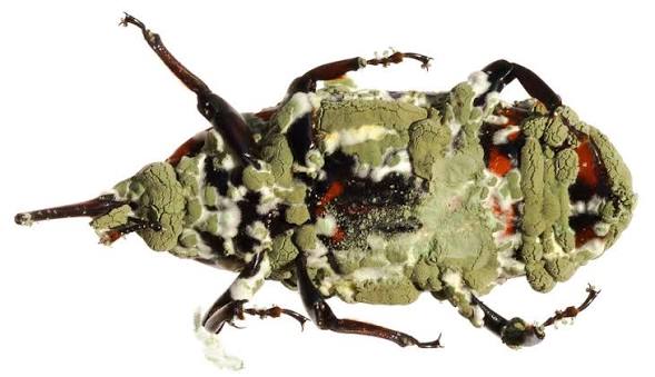 METARHIZIUM ANISOPLIAE