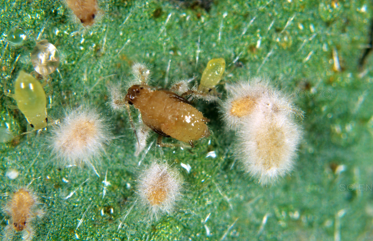 VERTICILLIUM LECANII